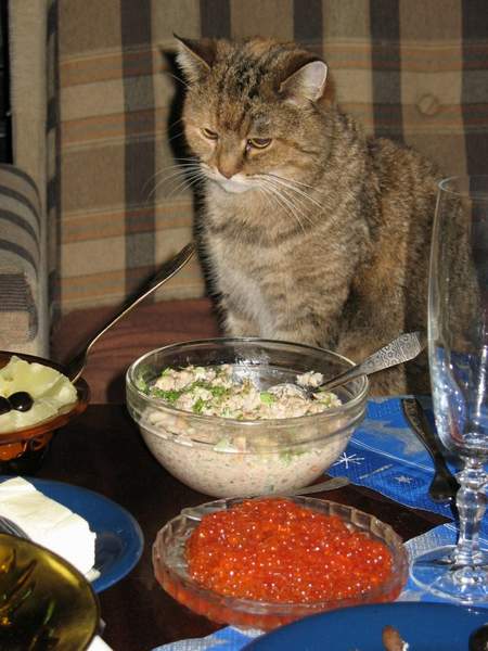 Персональный сайт - Питание кастрированных котов.